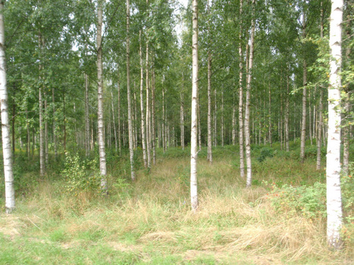 It looks like Aspen but it's Birch.